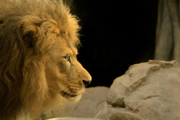 Young Male Lion