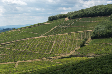 Fototapeta na wymiar Paysage de vignobles du Beaujolais à Saint Lager en France