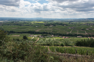 Fototapeta na wymiar Paysage de vignobles du Beaujolais à Saint Lager en France