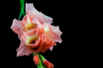 Fototapeta na wymiar Pink sword lily isolated on black
