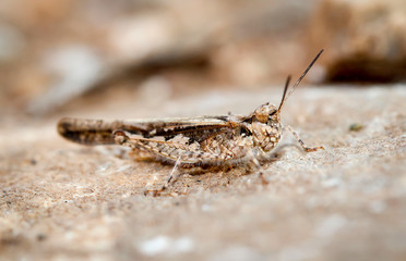 Grashüpfer, Grille auf Steine