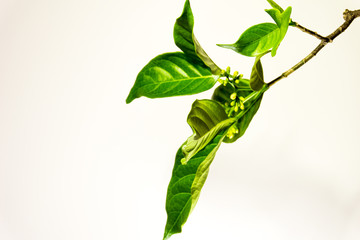 Ervatamia  leaf