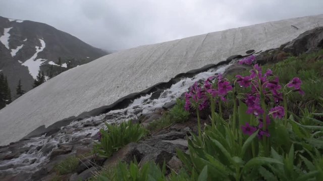 Parrys Primrose Primula parryi flowers Melting Glacier Snow near lake Isabelle