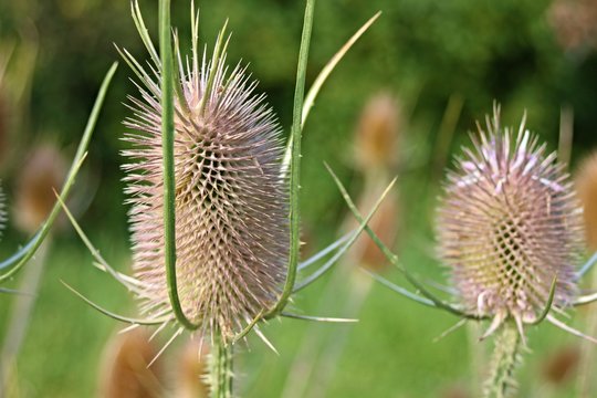 wilde Karden auf einem Feld
