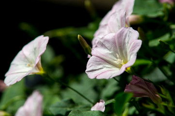 colorful flowers in the foreground, flowers on garden