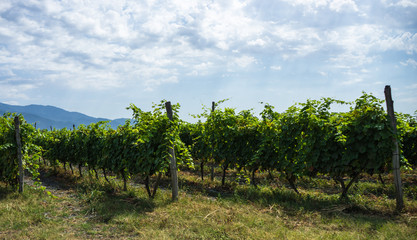 Fototapeta na wymiar Georgian wine area Kakheti