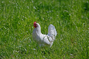 Glückliche Hühner