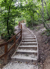 Sneaky wood stairway in forest