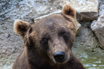 Naklejka na ściany i meble Europian brown bear
