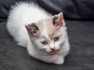 Ragdoll kitten
