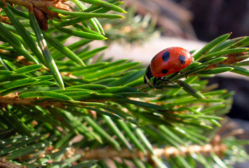 Christmas ladybug
