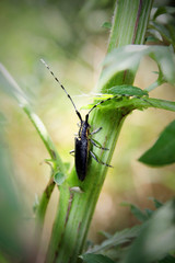 Insect close up on plant. Beautiful beetle with long antennaes. 