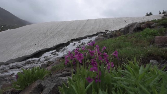 Parrys Primrose Primula parryi flowers Melting Glacier Snow near lake Isabelle