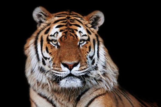 Tiger Portrait schwarzer Hintergrund