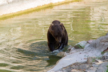 Fototapeta premium Europian brown bear
