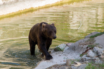 Obraz na płótnie Canvas Europian brown bear