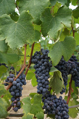 Fototapeta premium Vineyards waiting for harvest