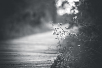 Naklejka premium Delikatna trawa przed pokrytym mchem drewnianym mostem w lesie (czarno-białe)