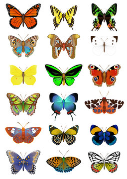 Big set of vector butterflies on a white background