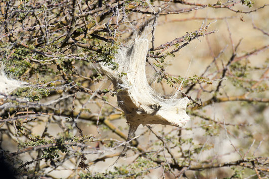 Netz einer Trichternetzspinne im Etosha Nationalpark, Namibia