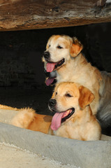 Young Golden Retriever dogs