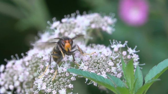 Nature insect on white flower