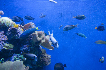 Colorful exotic tropical fishes underwater in aquarium.