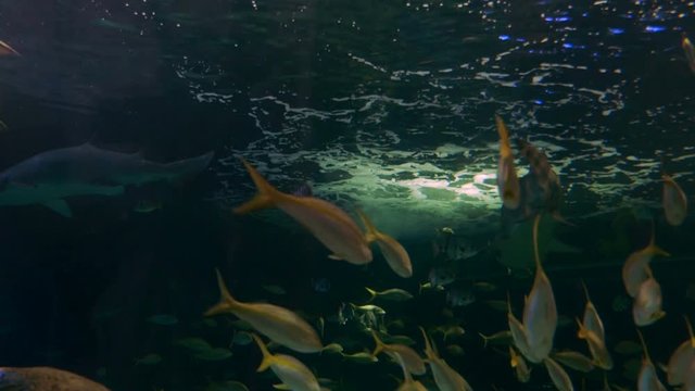 Sharks and a school of yellowtail snappers swim together.
