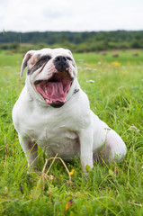 white American Bulldog on the field, on green grass. The American bulldog is a stocky, well built, strong-looking dog, with a large head and a muscular build.