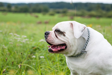 Obraz premium white American Bulldog on the field, on green grass. The American bulldog is a stocky, well built, strong-looking dog, with a large head and a muscular build.