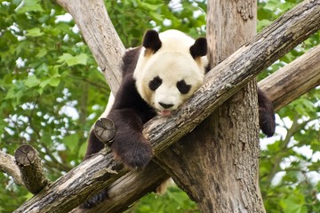 panda