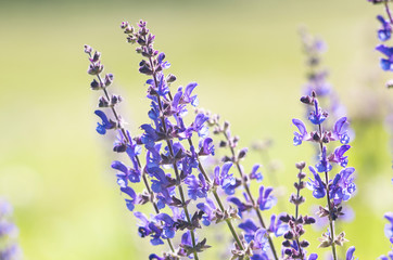 A photo of lavender flowers on a field. Selective focus.