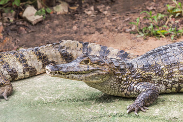 crocodile animal wildlife reptile resting in nature
