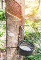 Natural milky rubber latex trapped from rubber tree in bowl