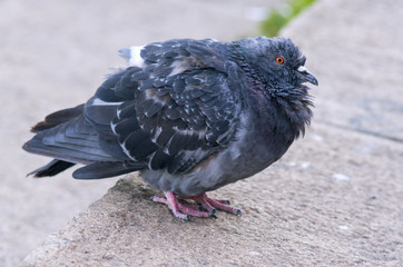 A fluffy ruffled sick pigeon is sitting on asphalt.