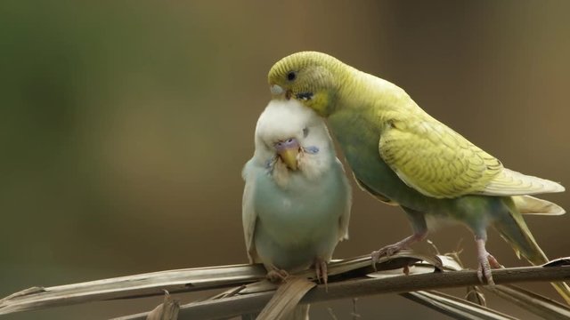 Pair of love parakeets (Melopsittacus undulatus) in natural scenes.