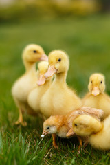Ducklings an chickens on the green lawn