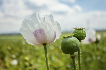 Opium poppy field Flower and Seeds capsules Close up