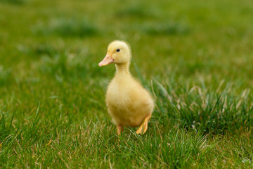 Ducklings an chickens on the green lawn