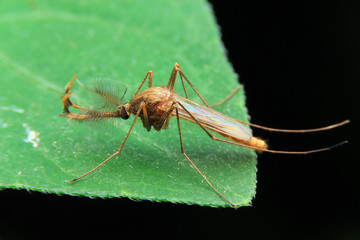 Side of wild fly chironomidae chironomus riparius culicidae culex mosquito.