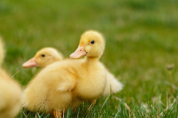 Ducklings an chickens on the green lawn