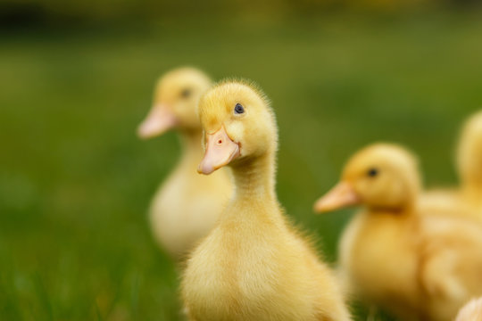 Ducklings an chickens on the green lawn