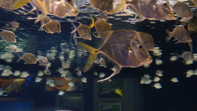 A school of lookdown fish swimming in an aquarium. Close up.