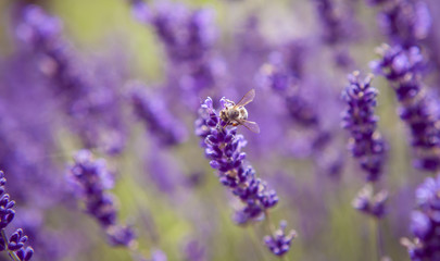 Obraz premium Lavender and insects Close up Nature Summer Flowers Fiends