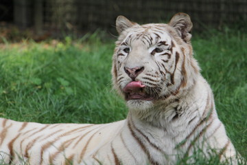 Safari Löwen Tiger Nashorn Zebra