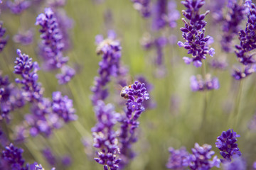 Lavender and insects Close up Nature Summer Flowers Fiends