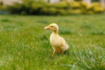 Ducklings an chickens on the green lawn