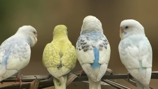 parakeets (Melopsittacus undulatus) family in natural scenes.
