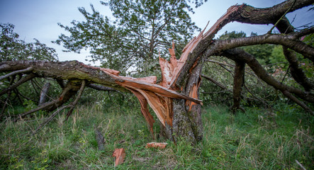 Vom Blitz zerborstener Baum