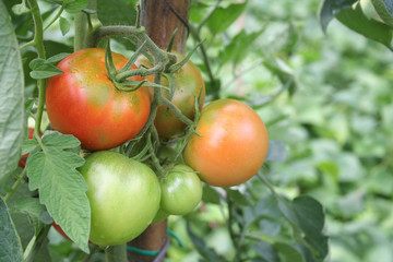 Pomodori maturano sulla pianta nell'orto